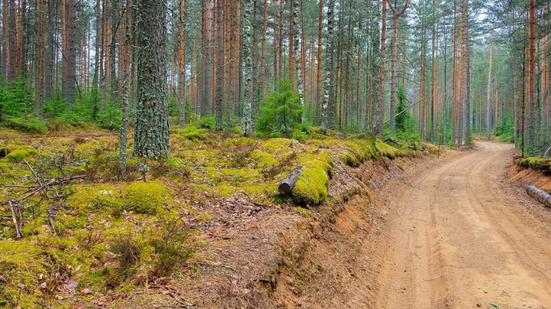 Юрист Степанова Анна Вячеславовна объясняет: Кадастровые споры по лесным участкам будут решать чиновники