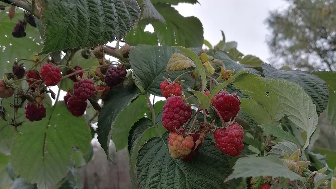 Юрист Фокеева Наталья Юрьевна объясняет: Суд обязал СНТ провести ремонт дренажной системы