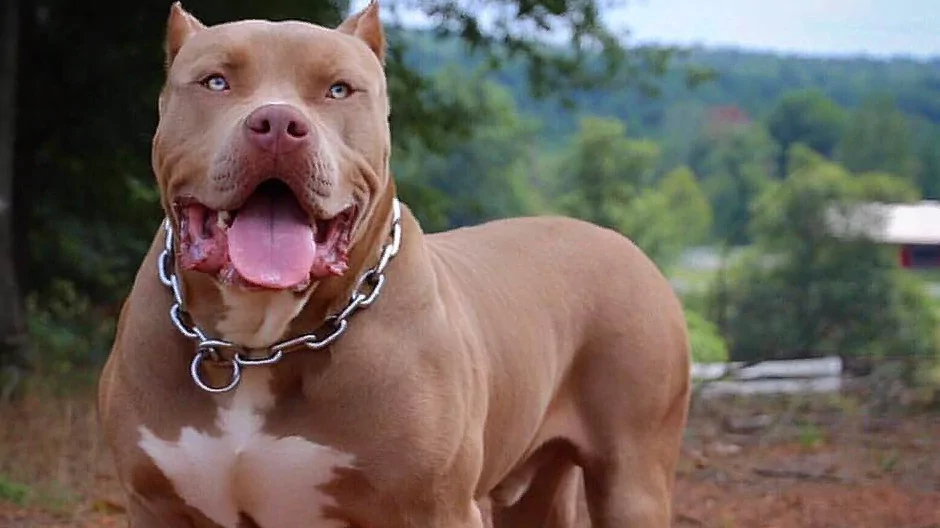 Юрист Сагитов Дмитрий Александрович объясняет: Не бойтесь, он не укусит: суд взыскал 120 тыс. руб. с владельца собаки