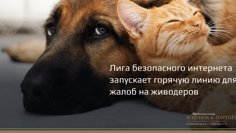 Юрист Ходунов Александр Сергеевич объясняет: Горячая линия для жалоб на живодеров