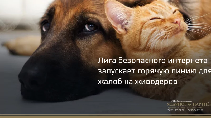 Юрист Ходунов Александр Сергеевич объясняет: Горячая линия для жалоб на живодеров