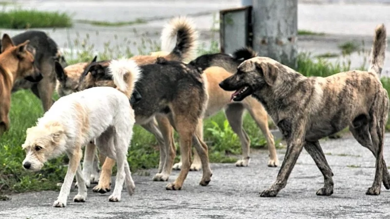 Юрист Сагитов Дмитрий Александрович объясняет: Суд “защитил” ребёнка – жертву бродячей собаки: Реальное судебное дело