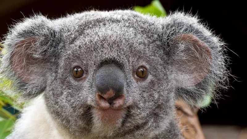 Юрист Губин Александр Николаевич объясняет: А вы знаете, что Чебурашка – это хищник?