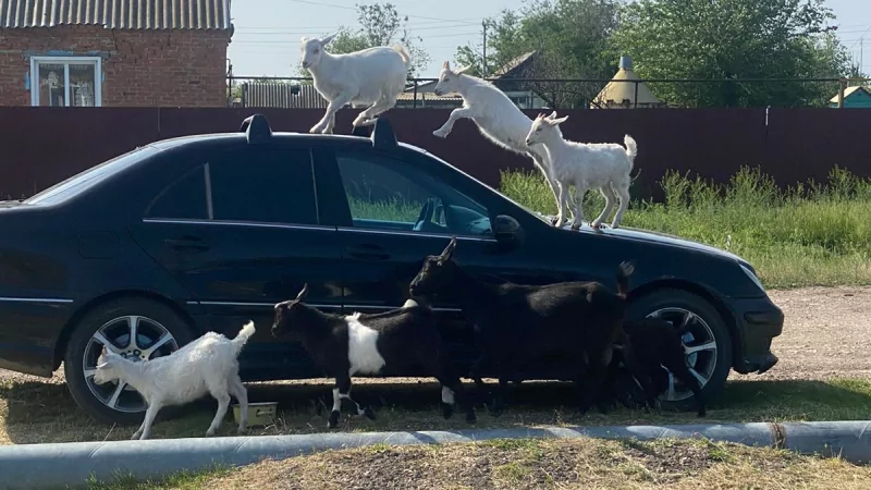 Юрист Зубов Вадим Васильевич объясняет: Коза – источник повышенной опасности для автомобиля