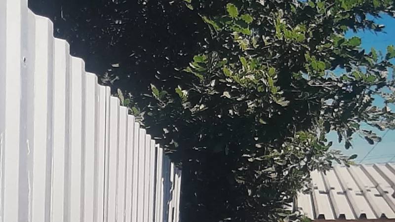 Юрист Пинженин Алексей Александрович объясняет: Деревья возле забора. Правовой аспект