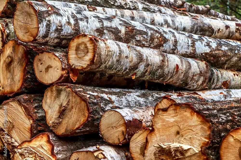 Адвокат Солодкий Роман Геннадьевич объясняет: Возмещение вреда причиненного окружающей среде. Незаконная рубка деревьев.