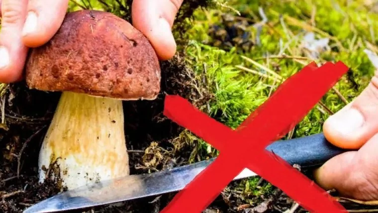 Адвокат Ефименко Сергей Витальевич объясняет: Грибы под запретом