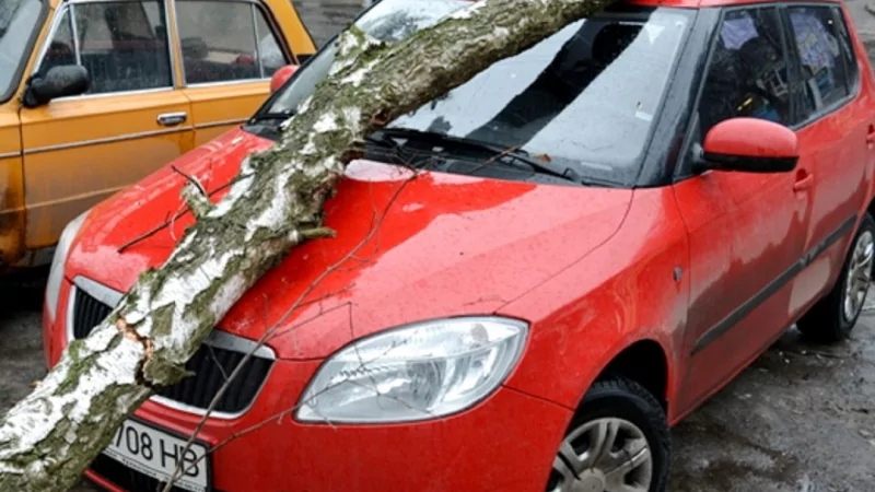 Юрист Фокеева Наталья Юрьевна объясняет: Что делать, если на автомобиль упало дерево?