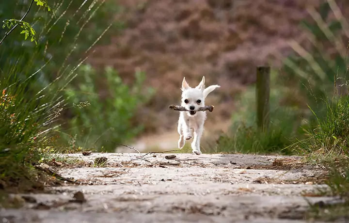 Юрист Трегубов Тимофей Игоревич объясняет: Ущерб от животных