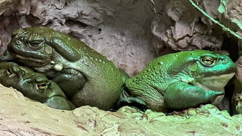 Юрист Прилучный Артем Сергеевич объясняет: Что значит «совместно нажитое имущество супругов»?