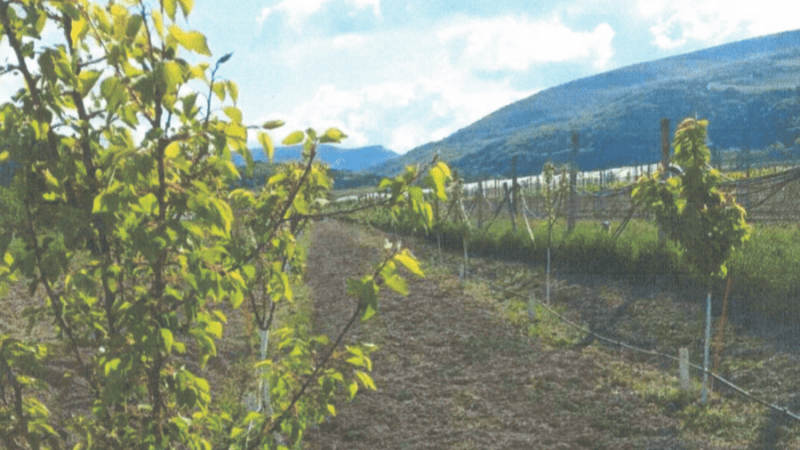 Юрист Тюшляев Артем Валериевич объясняет: Одно верное решение спасло фермера от краха