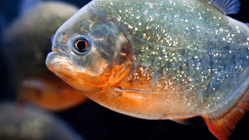 Юрист Замараев Алексей Сергеевич объясняет: Договор оказания услуг по Регистрации Юридического лица.