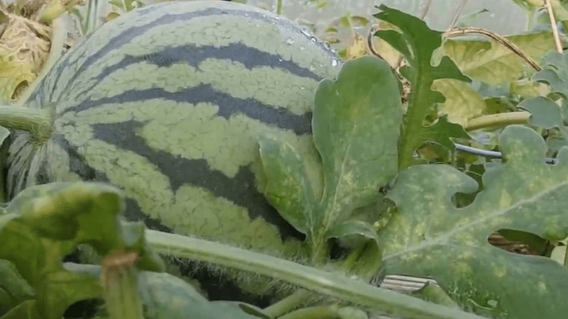 Юрист Замараев Алексей Сергеевич объясняет: Договор № ___ об информационном и консультационно-справочном обслуживании