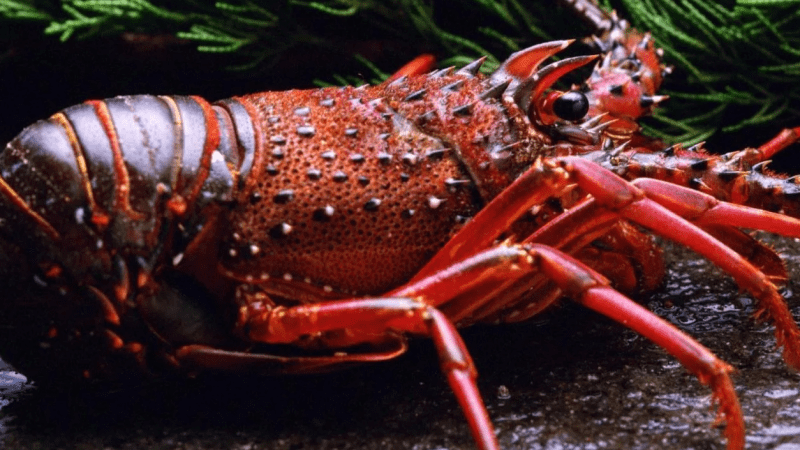 Юрист Замараев Алексей Сергеевич объясняет: Справка