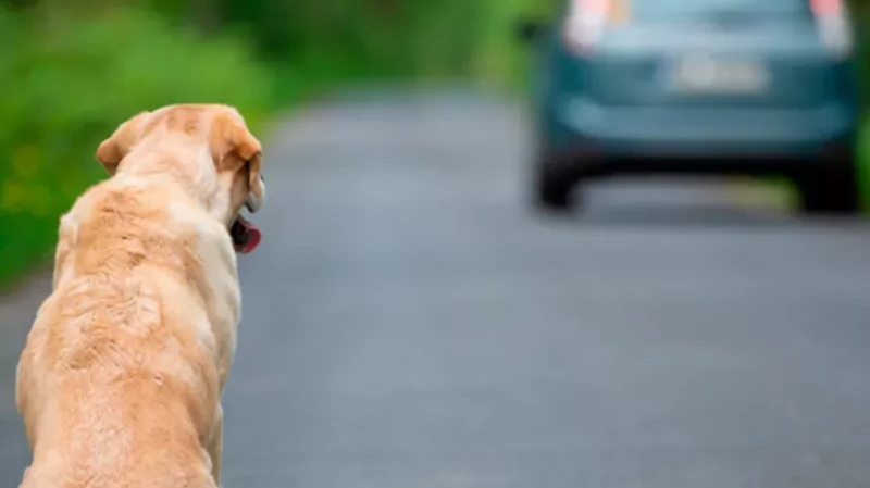 Юрист Солдатова Надежда Александровна объясняет: Какие права у владельцев животных, если питомца сбил автомобиль?