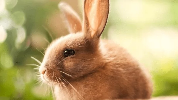 Юрист Алексеева Елена Витальевна объясняет: Кто же отец??????