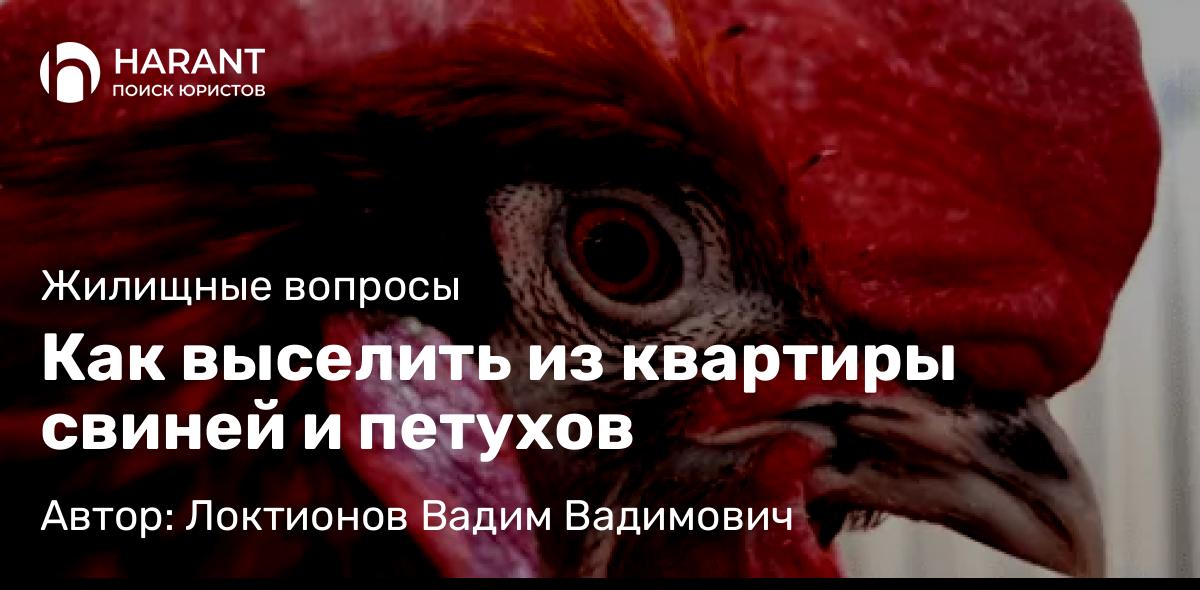 Юрист Локтионов Вадим Вадимович объясняет: Как выселить из квартиры свиней и петухов