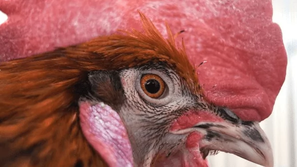 Юрист Локтионов Вадим Вадимович объясняет: Как выселить из квартиры свиней и петухов