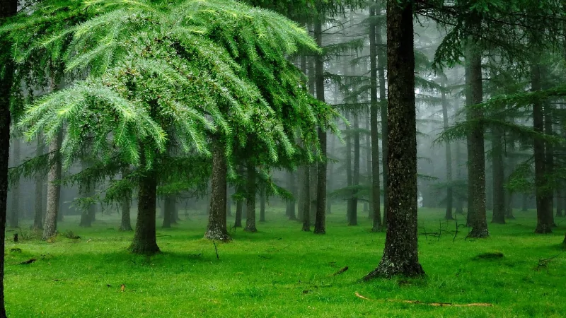 Адвокат Фазлеева Айгюль Фирдусовна объясняет: Как получить землю без аукциона.