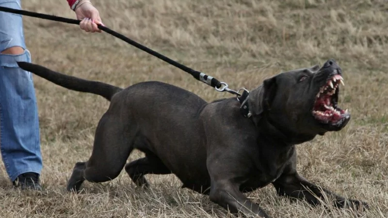 Юрист Васина Елена Геннадьевна объясняет: Госдума одобрила штрафы за выгул собаки без намордника