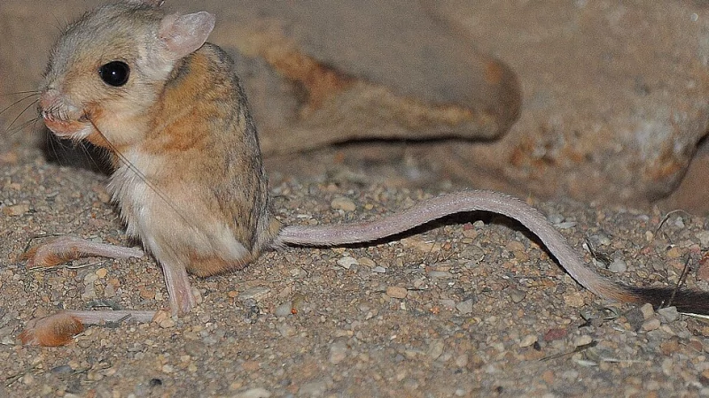 Юрист Замараев Алексей Сергеевич объясняет: Россиянин подал в суд на производителей шоколада «Милка».