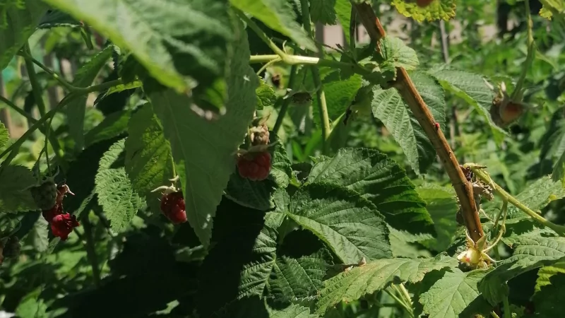 Юрист Яманаева Ксения Сергеевна объясняет: Подготовьтесь к утрате своего дачного участка