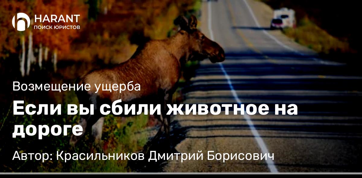 Юрист Красильников Дмитрий Борисович объясняет: Если вы сбили животное на дороге