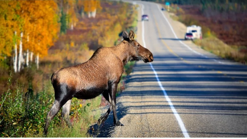 Юрист Красильников Дмитрий Борисович объясняет: Если вы сбили животное на дороге