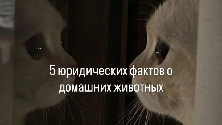 Юрист Рудакова Татьяна Юрьевна объясняет: 5 юридических фактов о животных