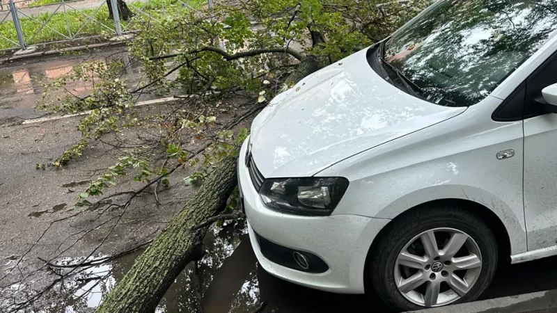 Юрист Мажов Владимир Олегович объясняет: В Ульяновске упало дерево на припаркованный автомобиль, как будто лист после дождя