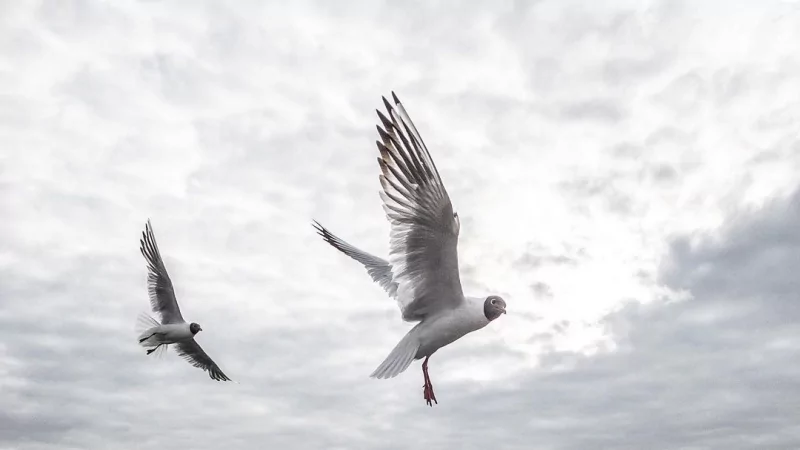 Юрист Мальцев Константин Александрович объясняет: Как остановить развод через суд: инструкция для супруга, который хочет сохранить брак
