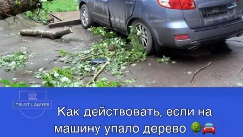 Что делать, если на машину упало дерево? Актуальный алгоритм на 2025 год