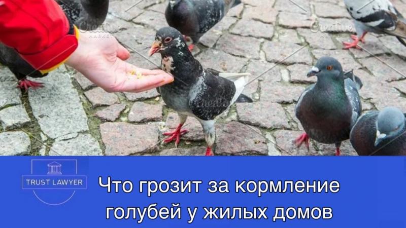Юрист Гладышева Елена Сергеевна объясняет: Штрафы за кормление голубей и куда жаловаться