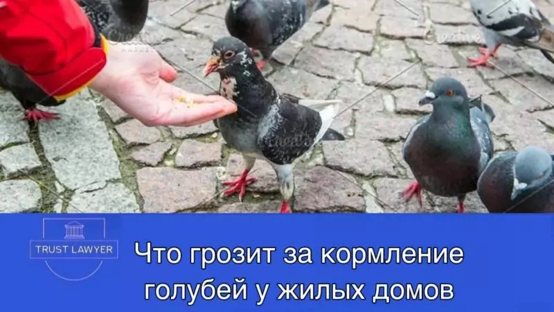 Юрист Гладышева Елена Сергеевна объясняет: Штрафы за кормление голубей и куда жаловаться