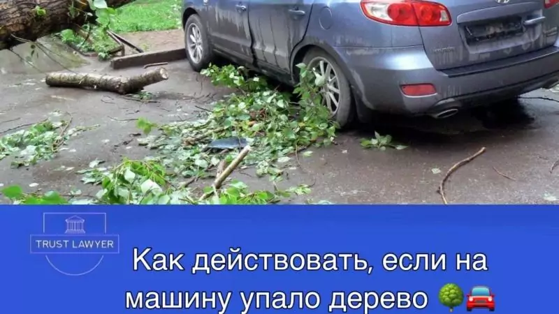 Юрист Гладышева Елена Сергеевна объясняет: Что делать, если на машину упало дерево? Актуальный алгоритм на 2025 год