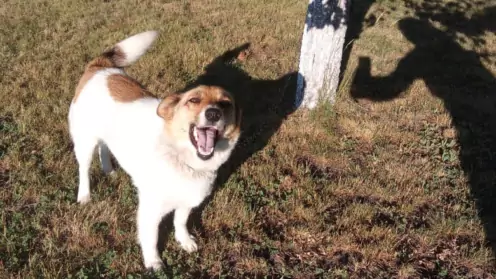 Правила и требования содержания собак, обращения с ними, выгул