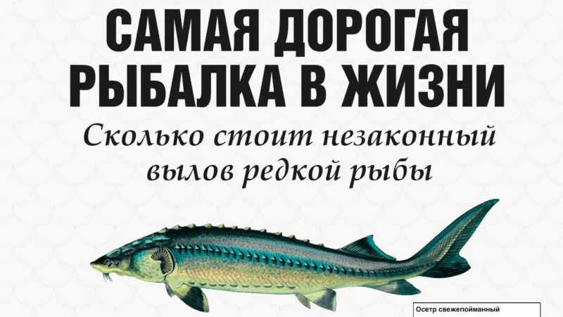 Адвокат Валитов Альберт Азатович объясняет: Рыба за 500 000 р. или уголовка по 258.1 УК РФ