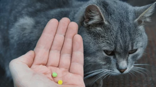 Ваш питомец пострадал? Какие права есть у владельца животного и как их защитить