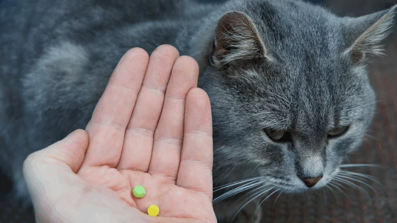 Юрист Гуселетова Надежда Вячеславовна объясняет: Ваш питомец пострадал? Какие права есть у владельца животного и как их защитить