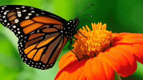 Новое в страховом стаже родителей