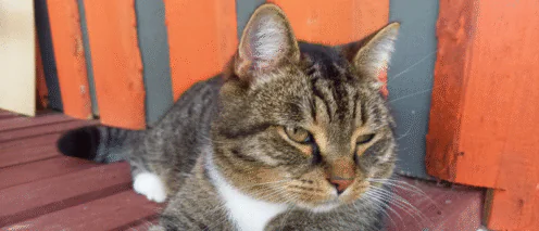 Работодатель – лопух? А юрист при нем