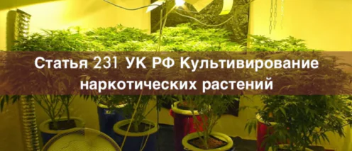 Адвокат по статье 231 УК РФ Культивирование наркотических растений – уголовный адвокат в Москве