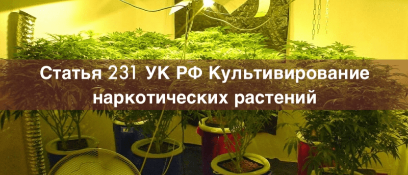 Адвокат Зуев Андрей Валерьевич объясняет: Адвокат по статье 231 УК РФ Культивирование наркотических растений – уголовный адвокат в Москве