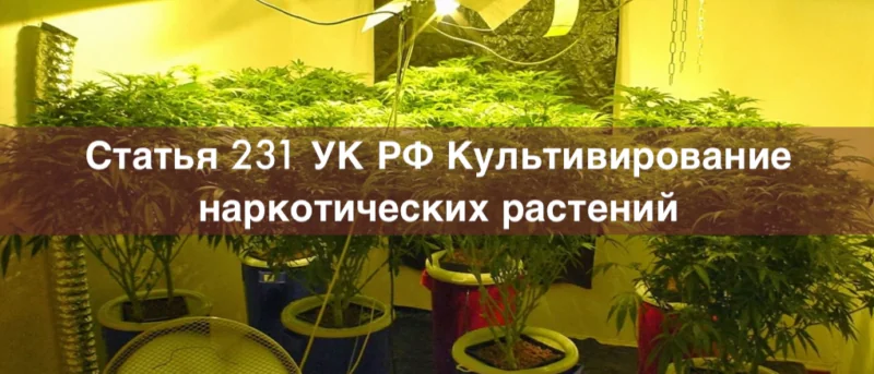 Адвокат Зуев Андрей Валерьевич объясняет: Адвокат по статье 231 УК РФ Культивирование наркотических растений – уголовный адвокат в Москве