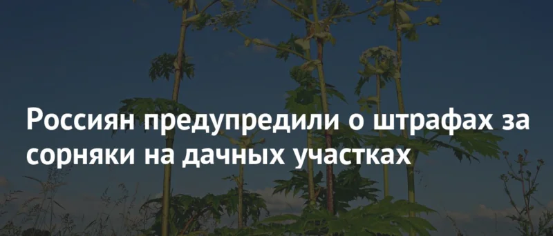 Юрист Жидко Сергей Владимирович объясняет: Борщевик объявили вне закона: что грозит владельцам участков с 1 марта 2026 года