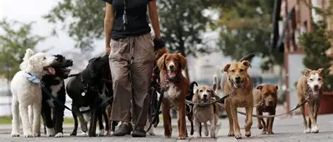 Правила выгула домашних животных