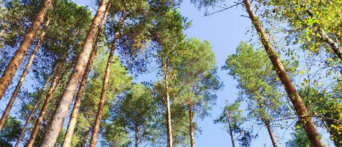 Право усыновлённых/удочерённых несовершеннолетних детей на социальные выплаты