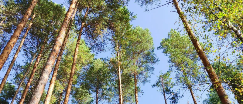 Юрист Бендер Андрей Владимирович объясняет: Право усыновлённых/удочерённых несовершеннолетних детей на социальные выплаты