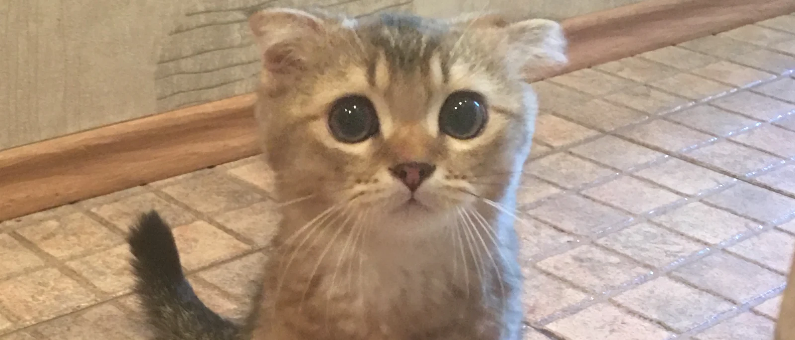 Юрист Бородина Анастасия Игоревна объясняет: Делят ли питомцев при разводе