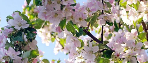 Работодателям расширят запрет на установление испытательного срока при приеме на работу женщин.